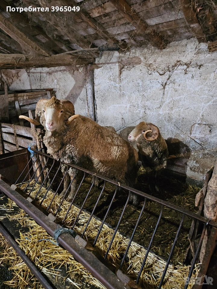 продавасе може и бартер, снимка 1