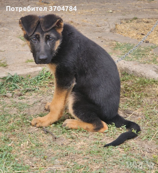 Продавам немско овчарско куче , снимка 1