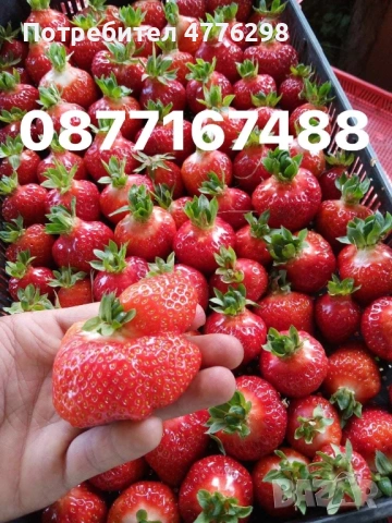 Качествен разсад Ягоди и малини…!, снимка 6 - Разсади - 54083453