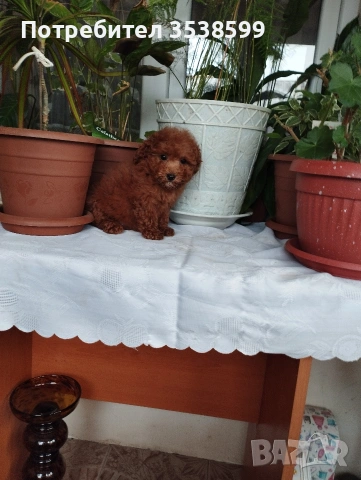 Той Пуделчета , снимка 5 - Пудели - 52909276