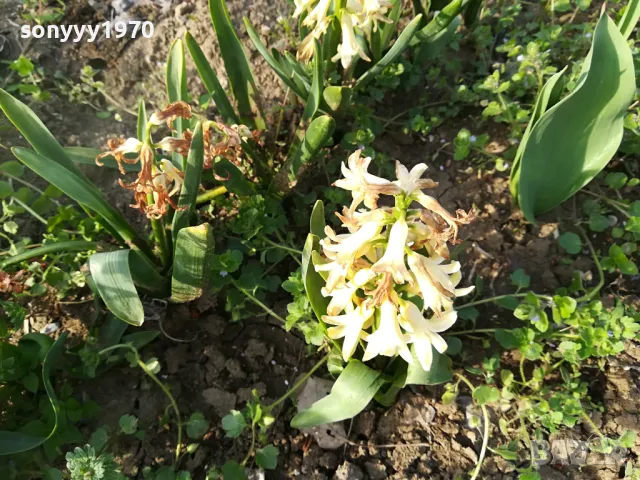 ЗЮМБЮЛ 25ЛВ ЗА ЕДИН В САКСИЯ С ПОЧВА 1104250530, снимка 4 - Градински цветя и растения - 49853465