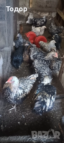 Токачки  и петлета орпингтон и виандот., снимка 8 - Кокошки и пуйки - 52817728