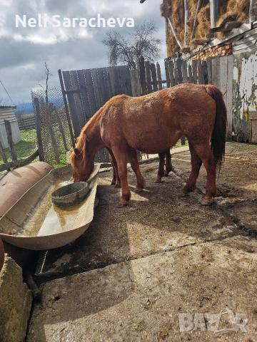 продавам Кубила и конче. #, снимка 3 - Други животни - 53631473