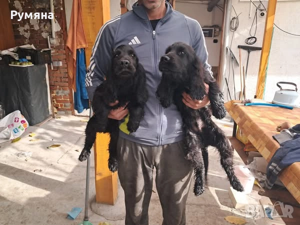 Английски кокер шпаньол, снимка 3 - Кокер шпаньол - 52707215