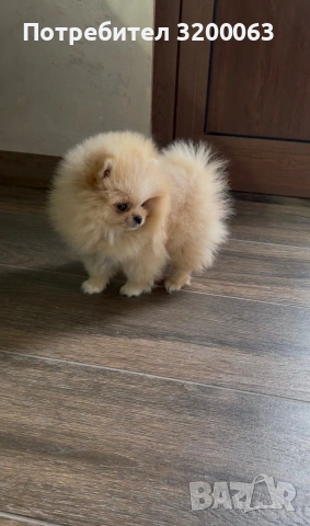 Мини померан мъжко три месеца.