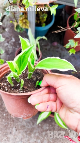 Хоста Франция, Hosta Francee , снимка 6 - Градински цветя и растения - 49756639