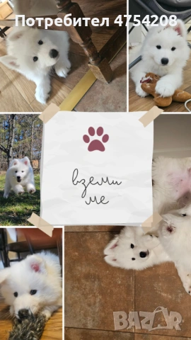 Продавам кученца Сибирски Самоед