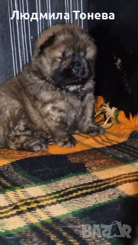 Елитно червено момченце ЧАУ ЧАУ с международно родословие, снимка 3 - Чау Чау - 52450780