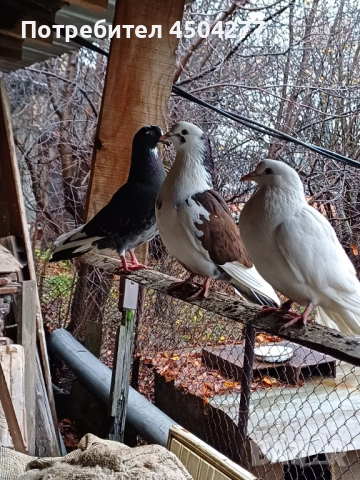 Свободни гълъби, снимка 14 - Гълъби - 50677179