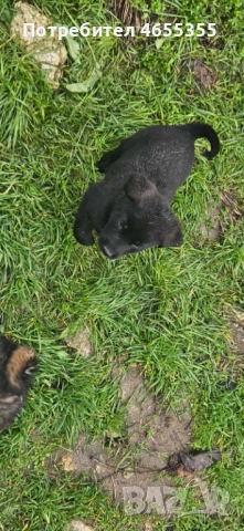 Каракачанка/ лабрадор, снимка 5 - Каракачанска овчарка - 52467039