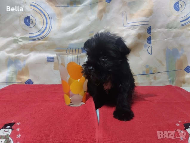 Мини Цверк шнауцер , снимка 3 - Други - 52958340