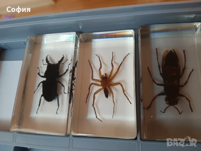 Колекция истински буболечки на Деагостини, снимка 2 - Колекции - 50694392