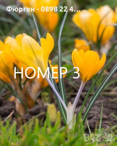  Минзухар - луковици  , снимка 3 - Разсади - 51517262