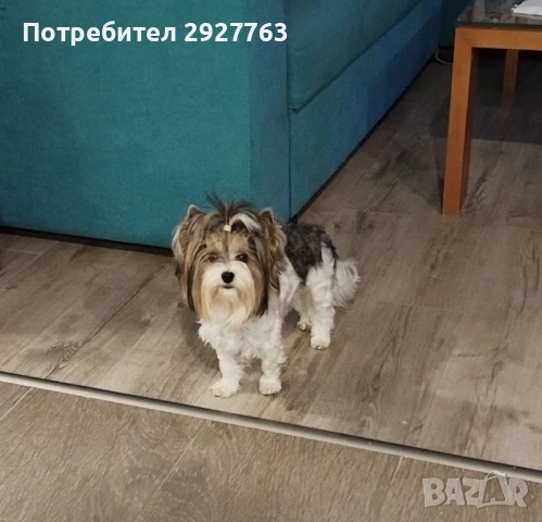 Йоркширски териер бивер, снимка 9 - Йоркширски териер - 53721743