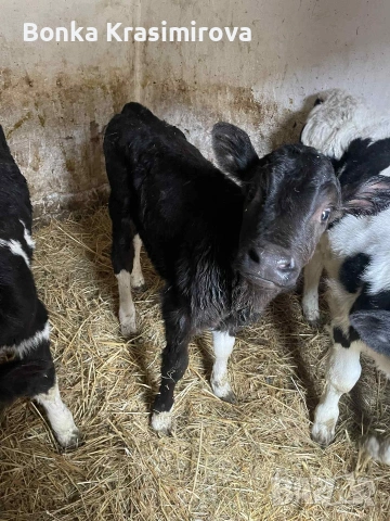 4 женски 1 мъжко , снимка 7 - Крави - 53291857