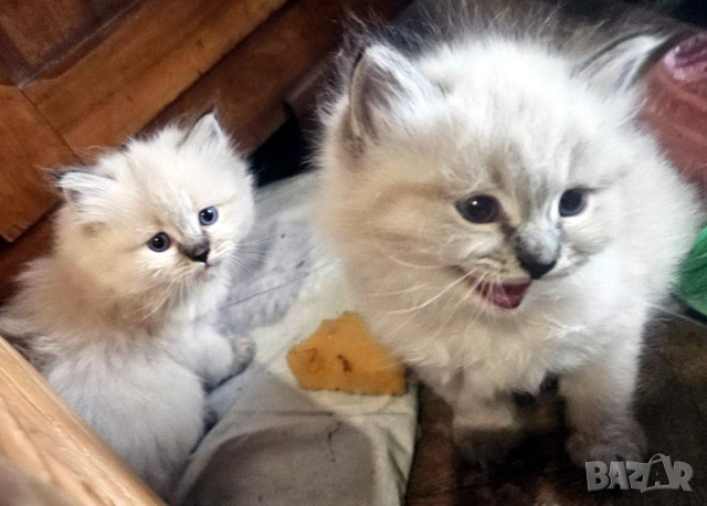 Сибирчета, сибирска котка, маскарадна, котенца, сибирско коте, хипоалергични , снимка 4 - Сибирски - 53899876