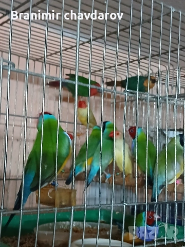 продавам гулдови папагалови и други амадини, снимка 9 - Амадини - 53966909