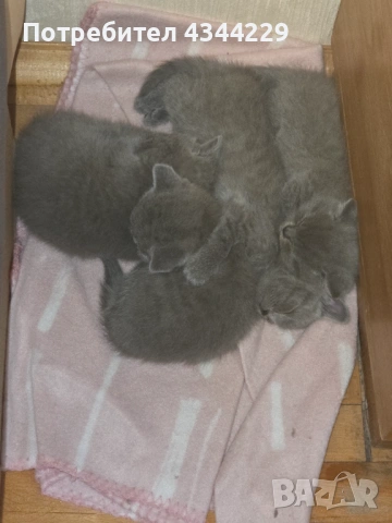 Продавам Британски  сиви късокосмести котенца, снимка 3 - Британска късокосместа - 53067113