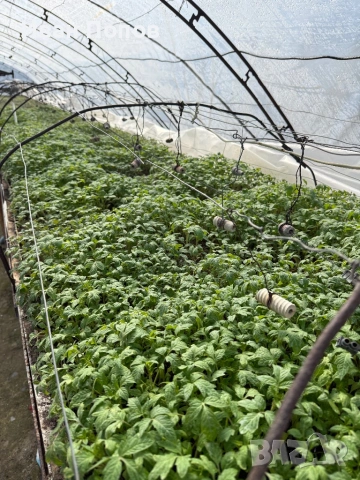 Разсад домати (розови и червени), пипер, краставици-от производител, снимка 3 - Разсади - 53708497