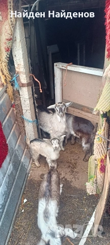 кози с ярета .козлета, снимка 3 - Кози - 54073782