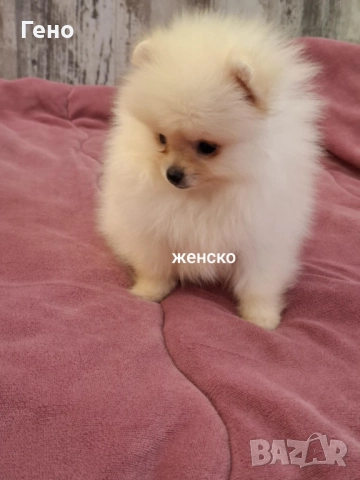 Померан , снимка 2 - Померан - 52095505