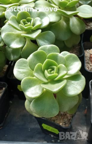 Aeonium ‘Lily Pad’, снимка 1 - Стайни растения - 45171804