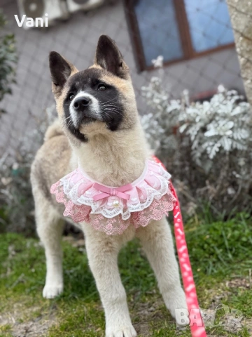 Американска акита , снимка 7 - Акита - 52944490