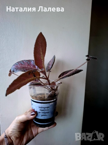 Еписция, episcia Jim's rose garden, снимка 2 - Стайни растения - 53294581