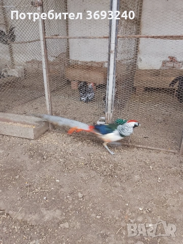 Продавам фазани ., снимка 4 - други­ - 53767080