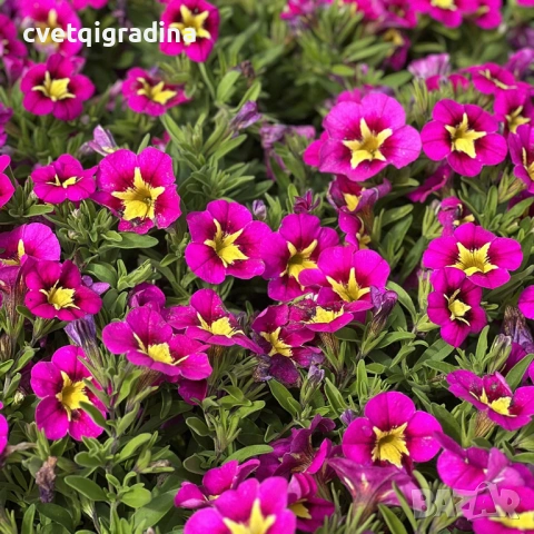 Calibrachoa Bumble Bee(Калибрахое Пчеличка)