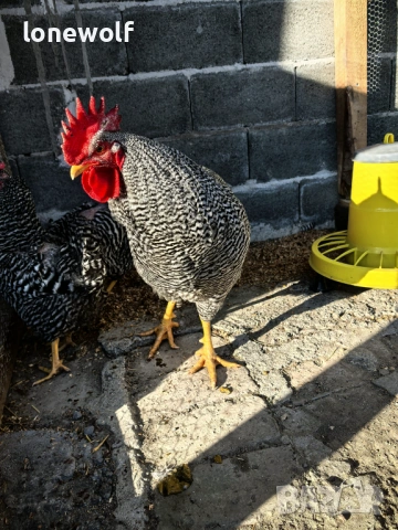 Оплодени яйца от амрок, снимка 3 - други­ - 53843182