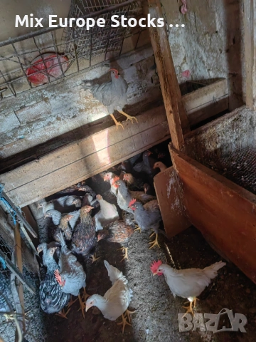 Петли и Ярки Виандот и Легхорн, снимка 1