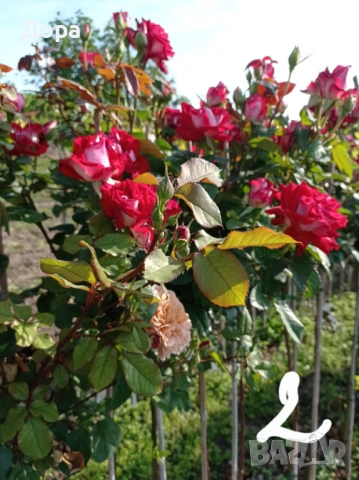 Щамбови рози, цветово разнообразие., снимка 3 - Градински цветя и растения - 44639785
