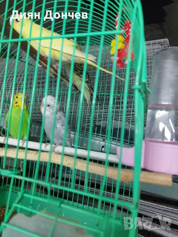 продавам вълнисти папагали,корели,гугутки