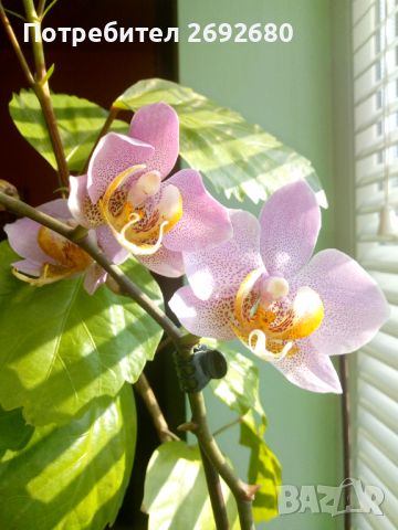 Орхидеи, снимка 9 - Стайни растения - 45097417