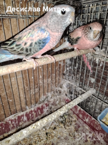 Буркови неофеми