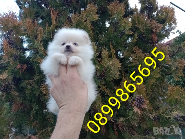 Женски Померани. Реални снимки от 22.12.25 г, снимка 10 - Померан - 52829028