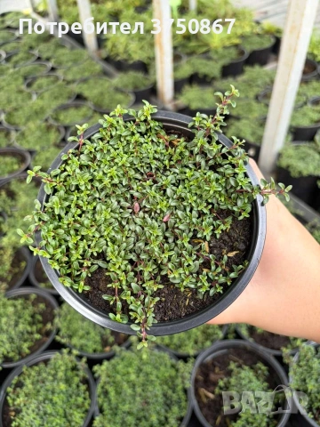 🌿💜 Thymus vulgaris ‘Purple Beauty’ / Пълзяща мащерка , снимка 3 - Градински цветя и растения - 53028970