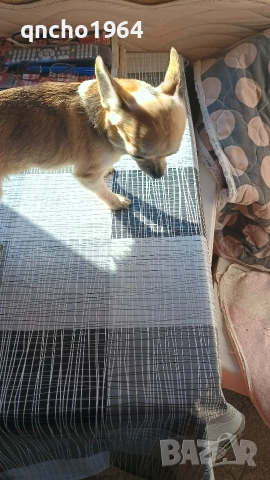 чихуахуа , снимка 3 - Чихуахуа - 52663276