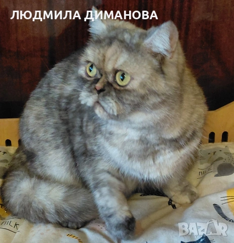 Екзотично женско , снимка 6 - Персийска - 53943234