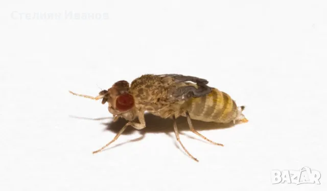 Нелетящи плодови мушици, дрозофили (Drosophila melanogaster 'Wingless' и Drosophila hydei), снимка 3 - Други - 48433628