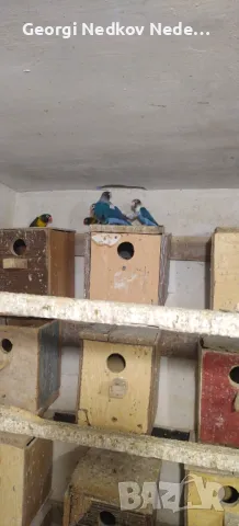 Продавам маскови неразделки, снимка 3 - Папагали - 50423073