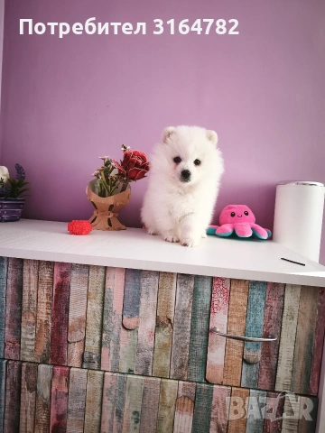 Померан Померанчета, снимка 3 - Померан - 54142055