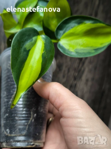 Филодендрон, вариегатен "Brasil", снимка 3 - Стайни растения - 53205976