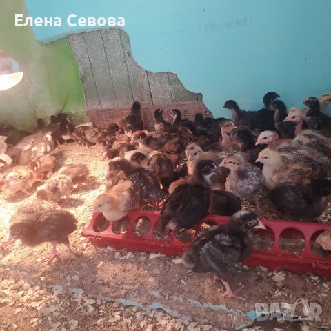 Продавам пилета на различна възраст, ваксинирани, дадено всичко необходимо , снимка 7 - Кокошки и пуйки - 45494079
