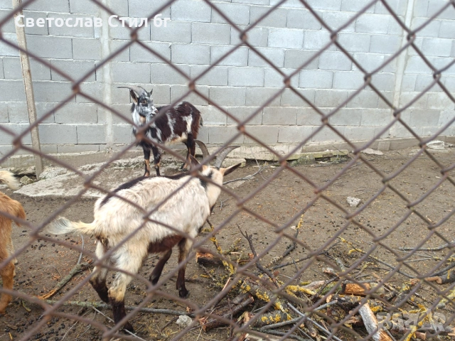 Мъжки ярета за Великден , снимка 1 - Кози - 54006933