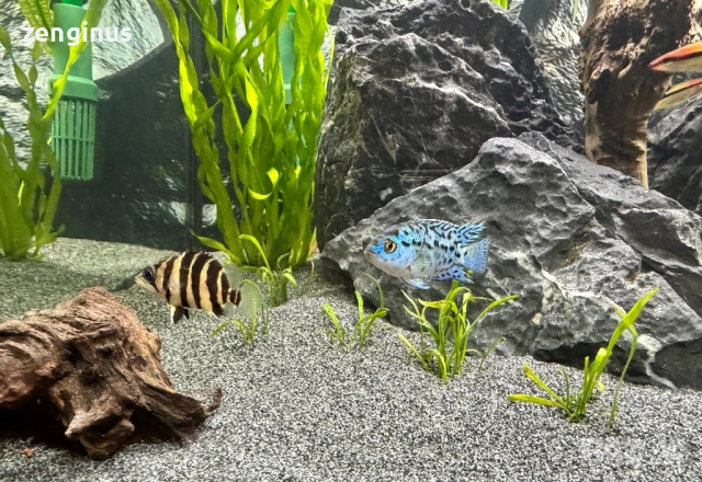 Датноид или сиамски тигър