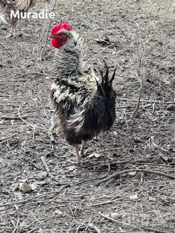 Петел къдрава порода за разплод, снимка 2 - други­ - 54128247