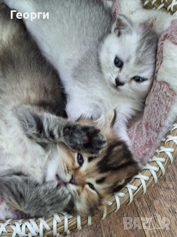 Британски късокосмести, снимка 9 - Британска късокосместа - 54100765