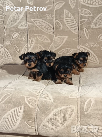 Йоркширски териер мини , снимка 9 - Йоркширски териер - 52933714